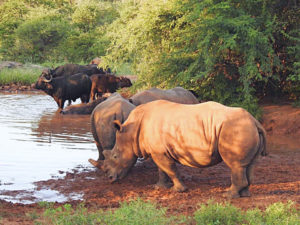 Rhinos and Buffalos