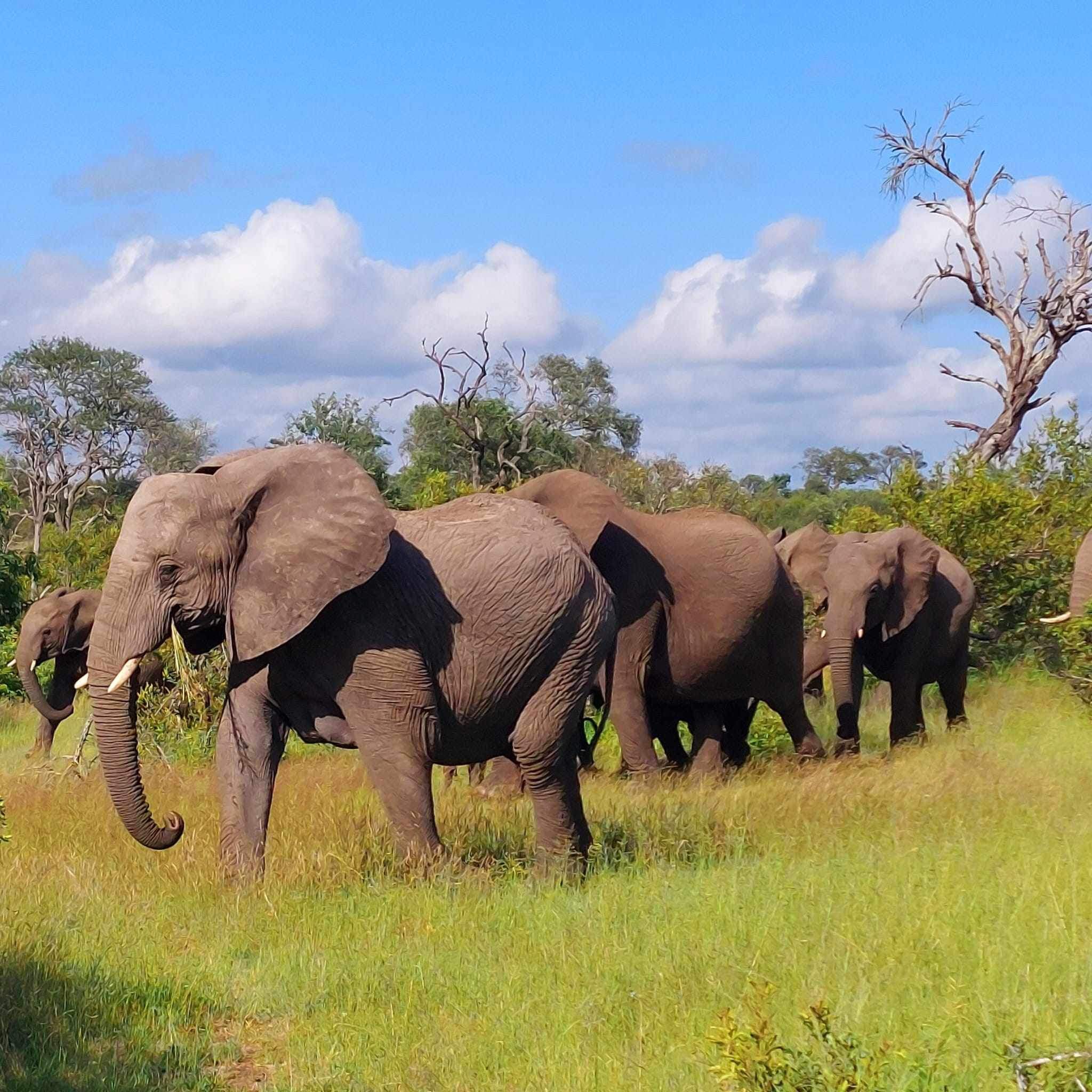 Elephant family