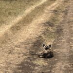 Lazy Hyena