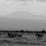kenya july elephants kenya july elephants