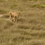 kenya july lioness kenya july lioness