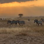 kenya july zebras kenya july zebras