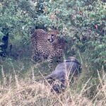 Uganda June - Cheetah Uganda June - Cheetah