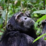 Uganda June - Chimpansee Uganda June - Chimpansee