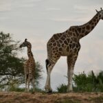 Uganda June - Giraffes Uganda June - Giraffes