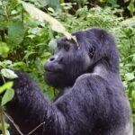 Uganda June - Gorilla Uganda June - Gorilla