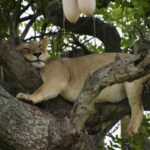 Uganda June - Resting lioness Uganda June - Resting lioness