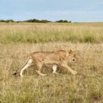 Ugande June - Lioness walking Ugande June - Lioness walking