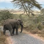 Tanzania July Elephant Tanzania July Elephant