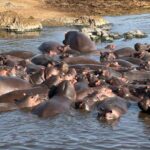 Tanzania July Hippos Tanzania July Hippos