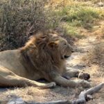 Tanzania July Lion Tanzania July Lion