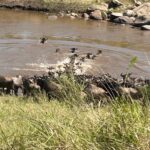 Tanzania July Wildebeasts crossing Tanzania July Wildebeasts crossing