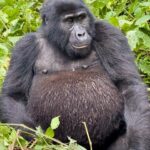 uganda rwanda october Uganda Gorilla