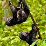 uganda rwanda october_1 Uganda baby gorrilla