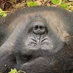 uganda rwanda october_2 Uganda sleeping Gorilla