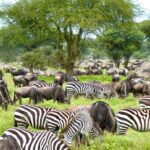 Zebras and wildebeasts